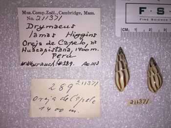 Media type: image; Malacology 211371 Description: 211371_Drymaeus_lamas image;